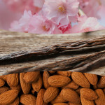 CHERRY BLOSSOM & VANILLA